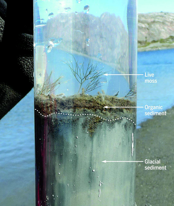 Carotaggio dei sedimenti di un lago in Groenlandia, che mostra la rapida transizione dai sedimenti glaciali a quelli organici