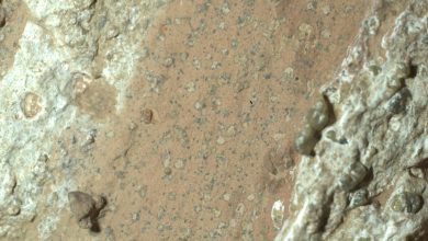 Microfotografia della roccia Chevaya Falls che mostra una banda arancione tra due biancastre. All'interno della banda arancione ci sono tanti noduli circolari biancastri circondati da un sottile alone nero.